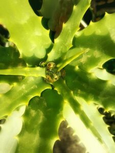 Aloe vera proti ekzému: Objevte tajemství přírodní úlevy a zklidnění pleti