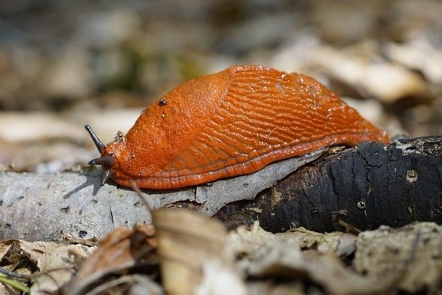 Odloučení nehtu od nehtového lůžka: Příčiny, příznaky a efektivní léčba