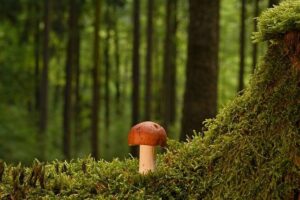 Plíseň nehtů na nohou: Jak ji léčit a předcházet jí efektivně?