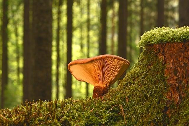 Plíseň nehtů: Jak ocet může pomoci v léčbě a co byste měli vědět