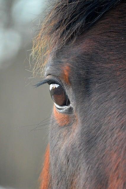 Prodlužování řas Louny: Tajemství krásných a zdravých řas, které musíte znát