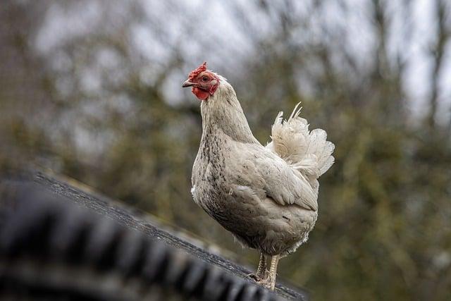 Pátá nemoc vyrážka: Příznaky, léčba a co potřebujete vědět