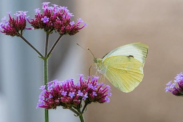 Holení hlavy břitvou: Objevte tajemství hladké a svěží pleti